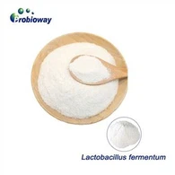 Pulbere de Lactobacillus Fermentum