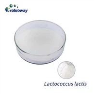 Lactococcus Lactis Iaurt Starter