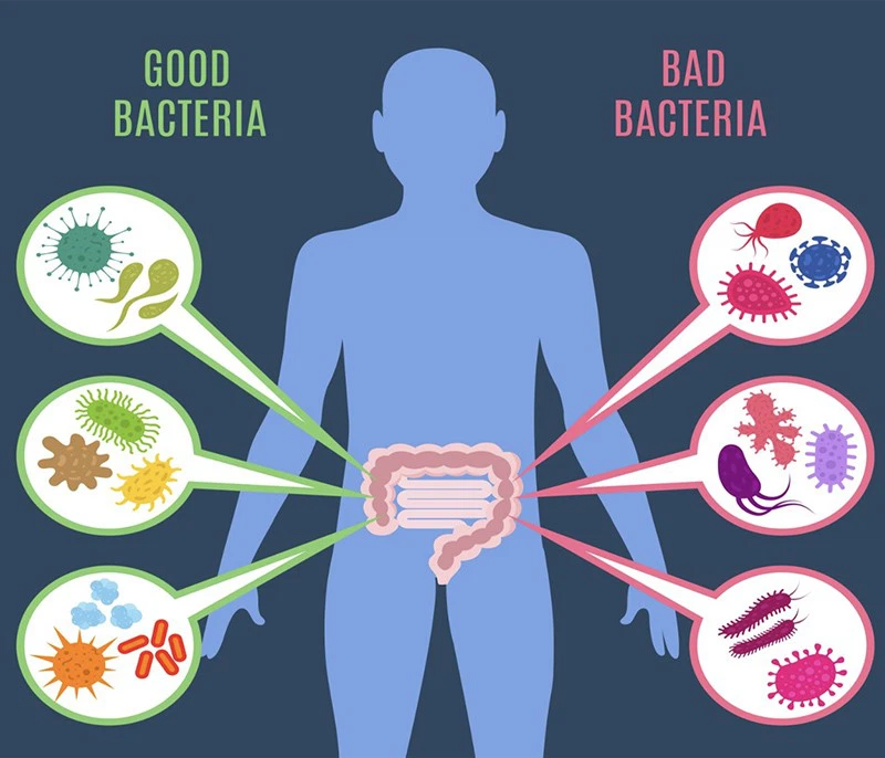 Probiotics and gastrointestinal health Probiotics and gastrointestinal health